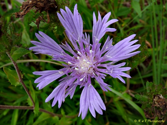 {Stokesia laevis}
